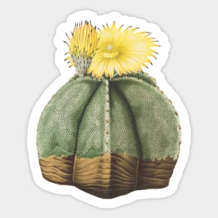 Bishop's Cap Cactus in bloom- Astrophytum Myriostigma Sticker